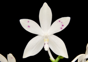 Phalaenopsis speciosa Judy Su AM/AOS 80 pts.